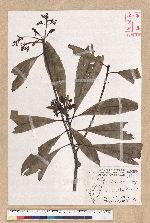 Machilus japonica Siebold et Zucc. var. kusanoi (Hayata) Liao 大葉楠