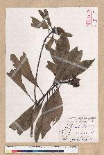 Machilus japonica Siebold et Zucc. var. kusanoi (Hayata) Liao 大葉楠