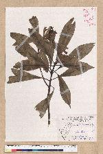 Machilus japonica Siebold et Zucc. var. kusanoi (Hayata) Liao 大葉楠