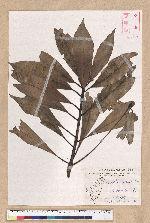 Machilus japonica Siebold et Zucc. var. kusanoi (Hayata) Liao 大葉楠