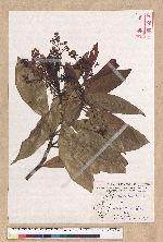 Machilus japonica Siebold et Zucc. var. kusanoi (Hayata) Liao 大葉楠