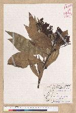 Machilus japonica Siebold et Zucc. var. kusanoi (Hayata) Liao 大葉楠