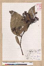 Machilus japonica Siebold et Zucc. var. kusanoi (Hayata) Liao 大葉楠