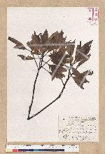 Machilus zuihoensis Hayata var. mushaensis (Lu) Y. C. Liu 青葉楠(霧社楨楠)