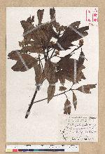 Machilus zuihoensis Hayata var. mushaensis (Lu) Y. C. Liu 青葉楠(霧社楨楠)
