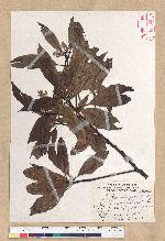 Machilus zuihoensis Hayata var. mushaensis (Lu) Y. C. Liu 青葉楠(霧社楨楠)