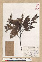 Machilus zuihoensis Hayata var. mushaensis (Lu) Y. C. Liu 青葉楠(霧社楨楠)
