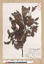 Machilus zuihoensis Hayata var. mushaensis (Lu) Y. C. Liu 青葉楠(霧社楨楠)