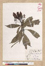 Machilus philippinense Merr. 菲律賓楠