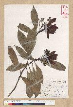 Machilus philippinense Merr. 菲律賓楠