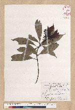 Machilus philippinense Merr. 菲律賓楠