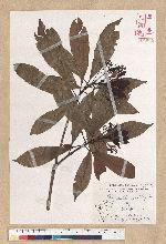 Machilus philippinense Merr. 菲律賓楠