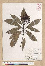 Machilus philippinense Merr. 菲律賓楠