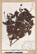 Machilus thunbergii Siebold & Zucc. 紅楠(豬腳楠)