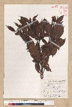 Machilus thunbergii Siebold & Zucc. 紅楠(豬腳楠)