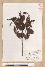 Machilus thunbergii Siebold & Zucc. 紅楠(豬腳楠)