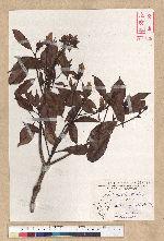 Machilus thunbergii Siebold & Zucc. 紅楠(豬腳楠)