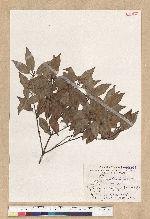 Neolitsea daibuensis Kamikoti 大武新木薑子