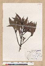 Machilus zuihoensis Hayata var. mushaensis (Lu) Y. C. Liu 青葉楠(霧社楨楠)