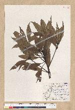 Machilus zuihoensis Hayata var. mushaensis (Lu) Y. C. Liu 青葉楠(霧社楨楠)