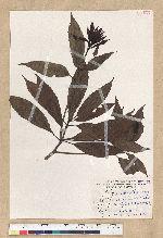 Machilus zuihoensis Hayata var. mushaensis (Lu) Y. C. Liu 青葉楠(霧社楨楠)