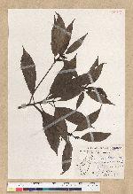 Machilus zuihoensis Hayata var. mushaensis (Lu) Y. C. Liu 青葉楠(霧社楨楠)