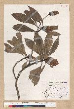Machilus philippinense Merr. 菲律賓楠