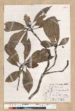 Machilus philippinense Merr. 菲律賓楠