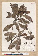 Machilus philippinense Merr. 菲律賓楠