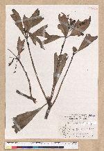Machilus japonica Siebold et Zucc. var. kusanoi (Hayata) Liao 大葉楠
