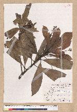 Machilus japonica Siebold et Zucc. var. kusanoi (Hayata) Liao 大葉楠