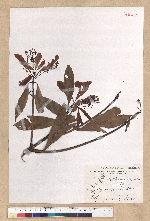Machilus psendolongifolia Hayata 假長葉楠