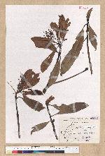 Machilus psendolongifolia Hayata 假長葉楠