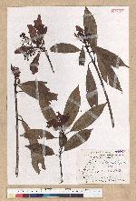 Machilus psendolongifolia Hayata 假長葉楠