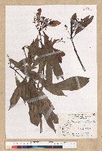 Machilus psendolongifolia Hayata 假長葉楠