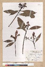 Machilus psendolongifolia Hayata 假長葉楠