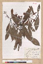 Machilus psendolongifolia Hayata 假長葉楠