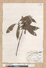 Machilus psendolongifolia Hayata 假長葉楠