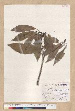 Machilus psendolongifolia Hayata 假長葉楠