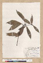 Machilus psendolongifolia Hayata 假長葉楠