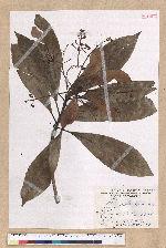 Machilus japonica Siebold et Zucc. var. kusanoi (Hayata) Liao 大葉楠