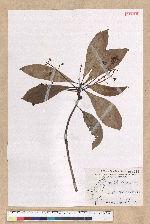 Machilus japonica Siebold et Zucc. var. kusanoi (Hayata) Liao 大葉楠
