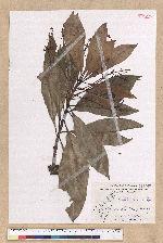 Machilus japonica Siebold et Zucc. var. kusanoi (Hayata) Liao 大葉楠