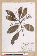 Machilus japonica Siebold et Zucc. var. kusanoi (Hayata) Liao 大葉楠