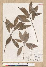 Neolitsea aciculata (Blume) Koidz. 銳葉新木薑子
