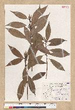 Neolitsea aciculata (Blume) Koidz. 銳葉新木薑子