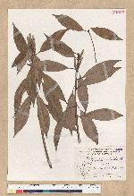 Neolitsea aciculata (Blume) Koidz. 銳葉新木薑子