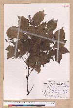 Cinnamomum camphora (L.) Nees & Eberm. var. nominale Hayata 栳樟