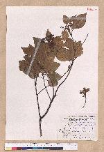 Cinnamomum camphora (L.) Nees & Eberm. var. nominale Hayata 栳樟