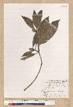 Machilus psendolongifolia Hayata 假長葉楠